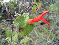 Imagem de Salvia regla Cav.