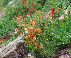 Image of giant red Indian paintbrush