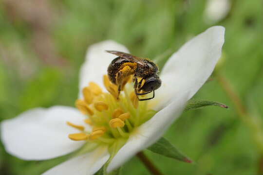 Lasioglossum lineatulum (Crawford 1906) resmi