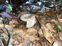 Image de Russula roseopileata McNabb 1973