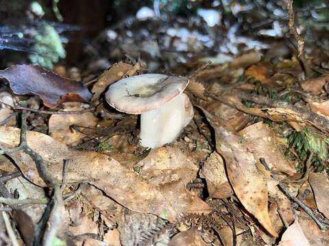 Image of Russula roseopileata McNabb 1973