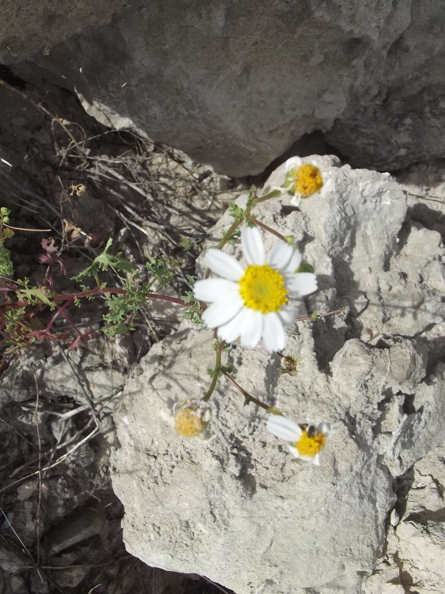 Perityle crassifolia var. robusta (Rydb.) Everly resmi