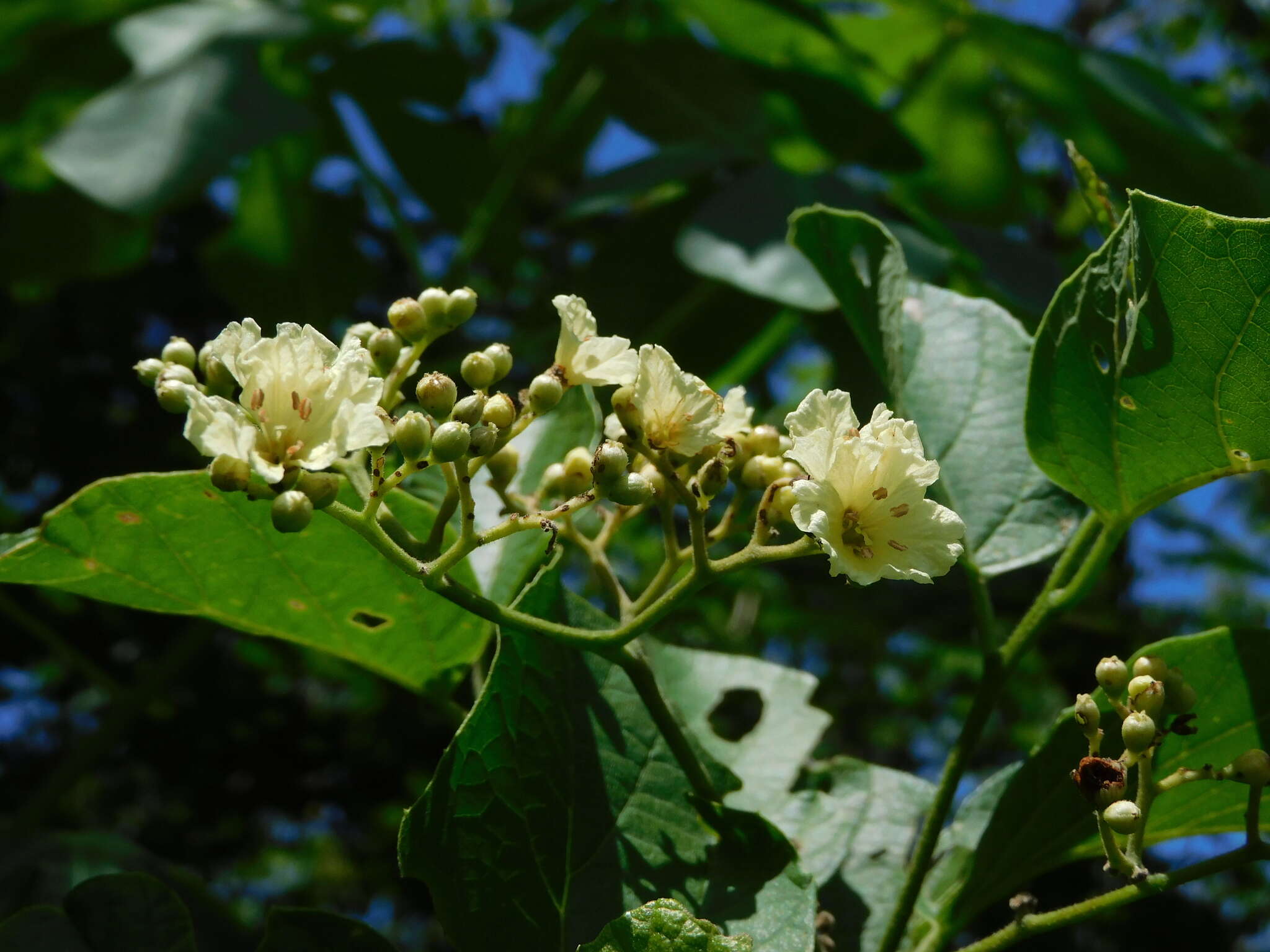 Image of Cordia dentata Poir.