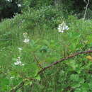 Image of Rubus silesiacus Weihe