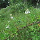 Imagem de Rubus silesiacus Weihe