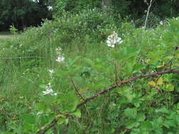 Image of Rubus silesiacus Weihe