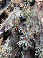 Image of Ravenel's cup lichen