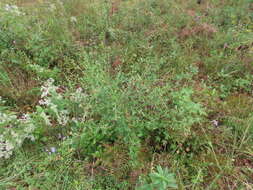 صورة Baccharis glomeruliflora Pers.