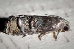 Image of Eastern Pine Seedworm Moth