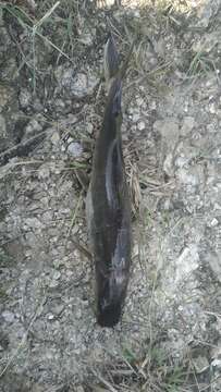 Image of Giant river catfish