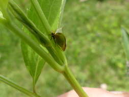 Image of Stictocephala brevitylus Van Duzee