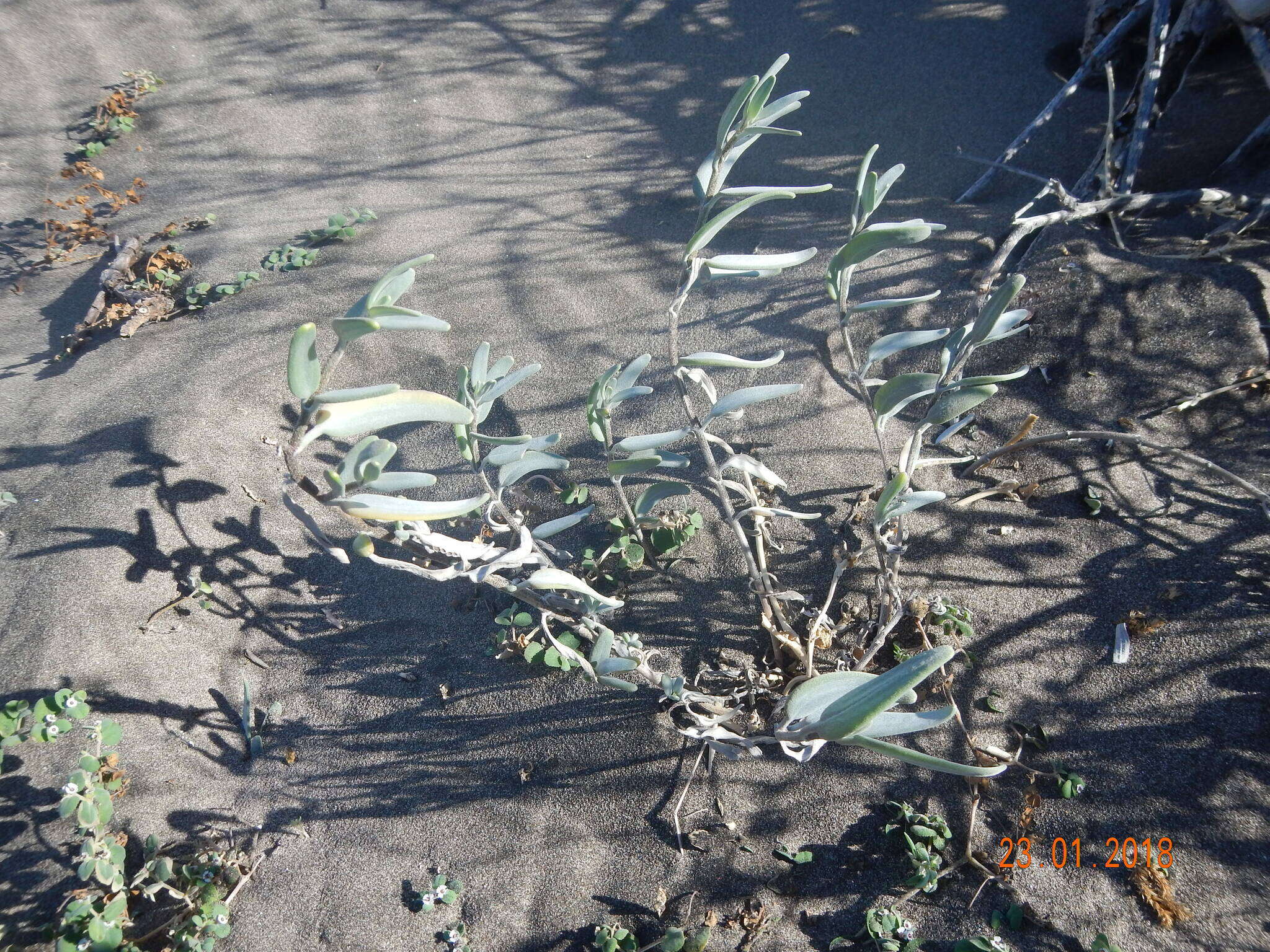 Image of Palafoxia linearis (Cav.) Lag.