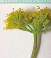 Image of rough desertparsley