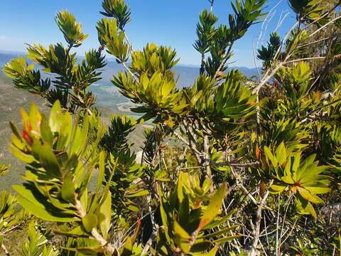 صورة Callistemon pyramidalis (Craven) Udovicic & R. D. Spencer