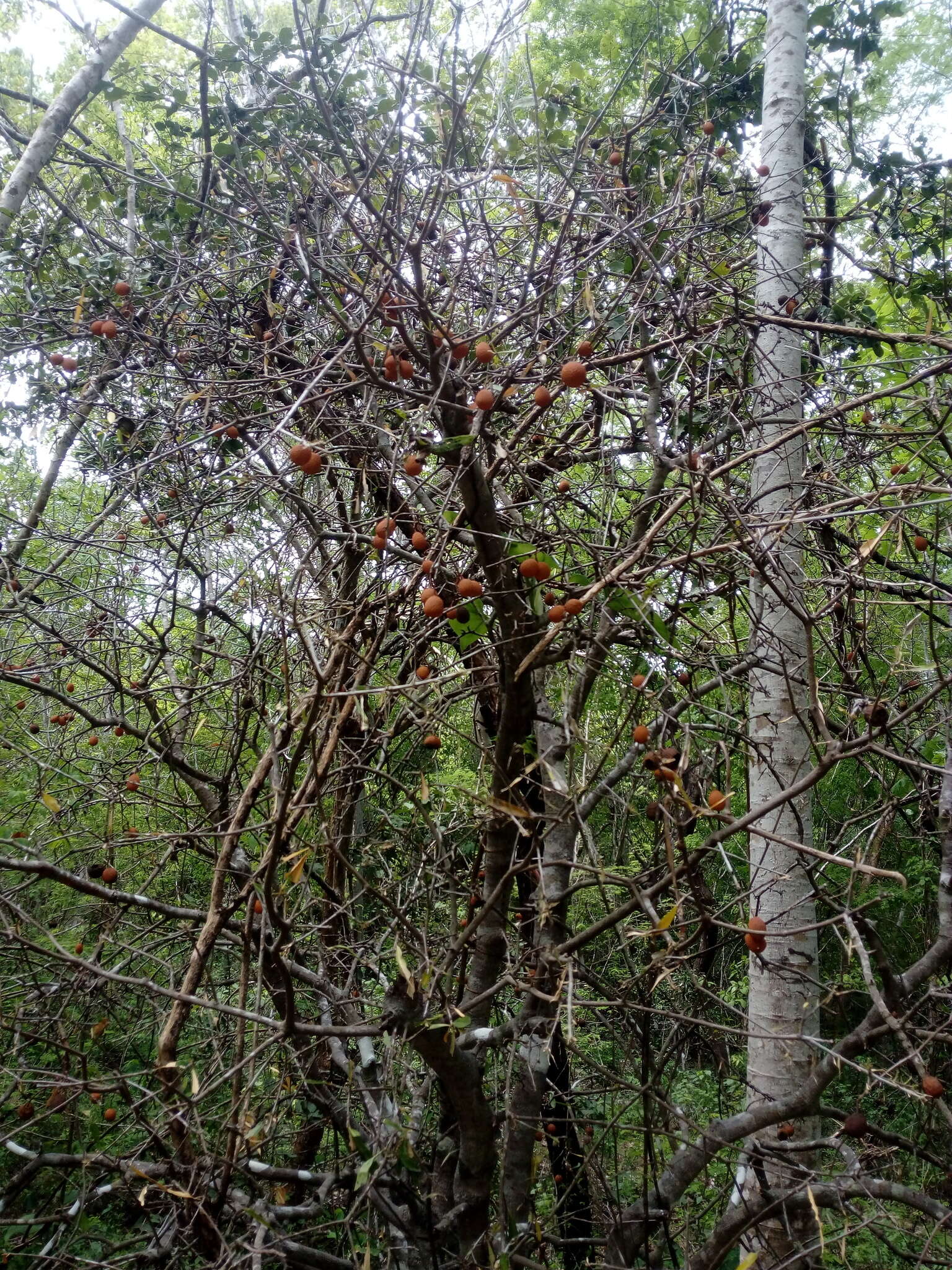 Image of Bonellia macrocarpa subsp. pungens (A. Gray) B. Ståhl & Källersjö