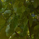 Image of Ficus ypsilophlebia Dugand