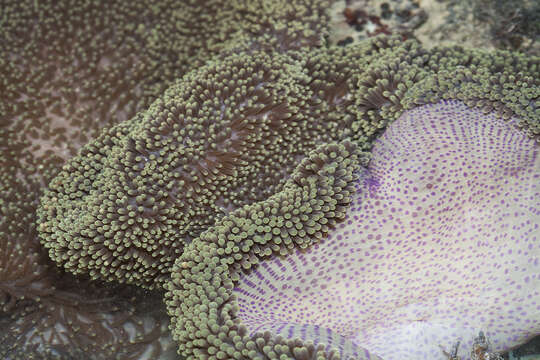 Image of merten's carpet anemone