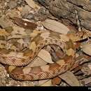 Image of Northern Mexian Bull Snake