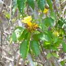 Image of Anemopaegma chrysanthum Dugand