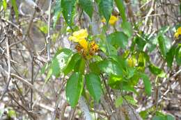 Image of Anemopaegma chrysanthum Dugand