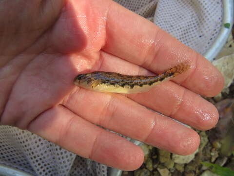 Image de Etheostoma duryi Henshall 1889