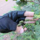 Image of mountain alder