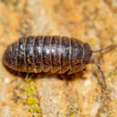 Image of Armadillidium arcangelii Strouhal 1929