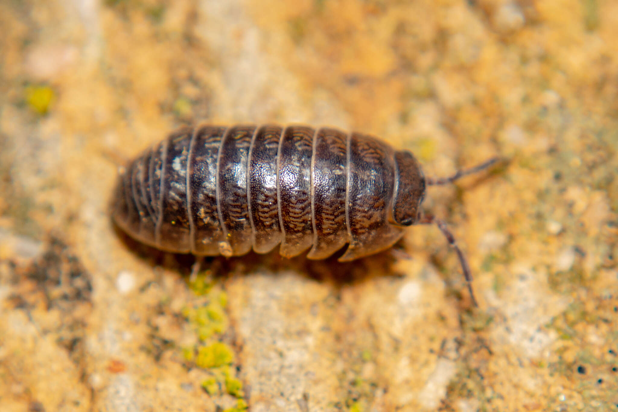 Image of Armadillidium arcangelii Strouhal 1929