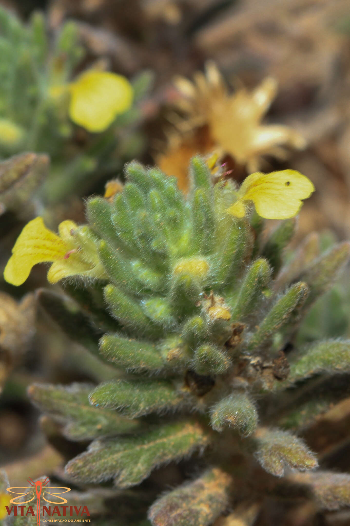 Image of Southern Bugle