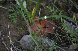 Image of Drosera whittakeri Planch.