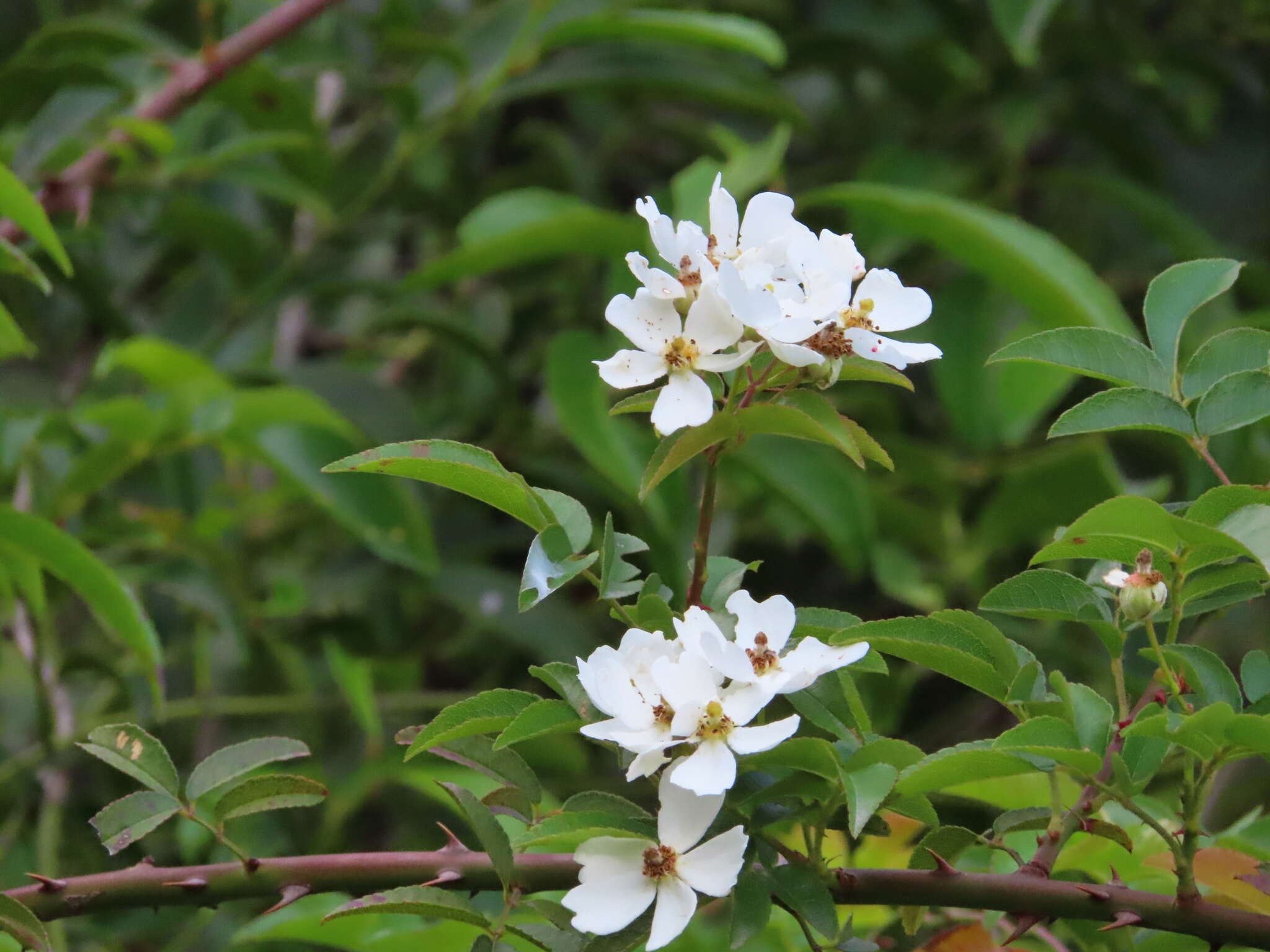 Image of Rosa cymosa Tratt.