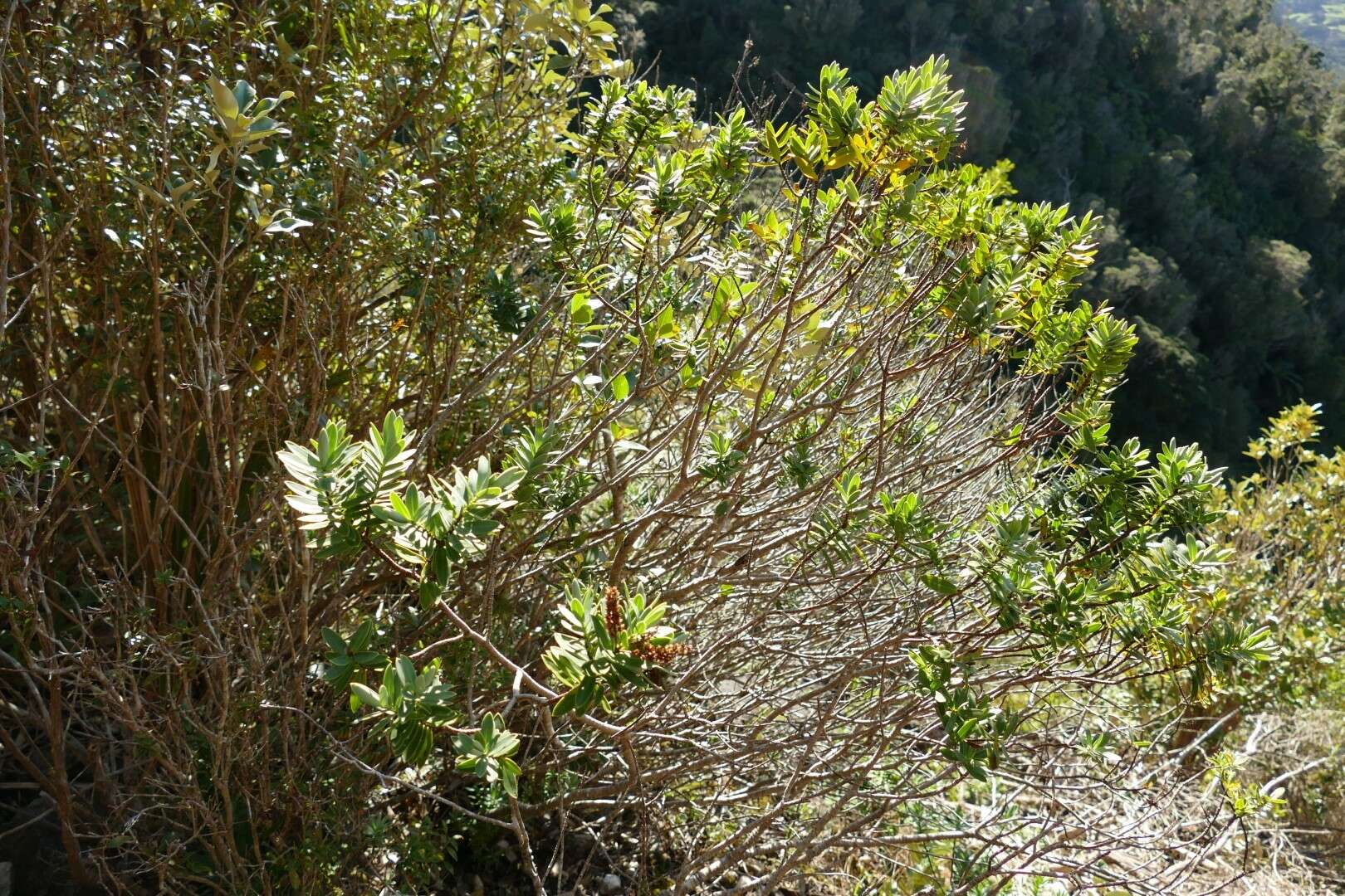 Image of Veronica albicans Petrie