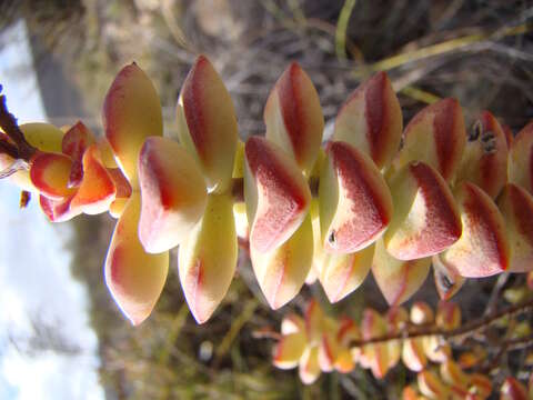 Image of Concertina plant