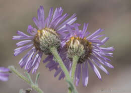 Слика од Erigeron clokeyi var. pinzliae G. L. Nesom