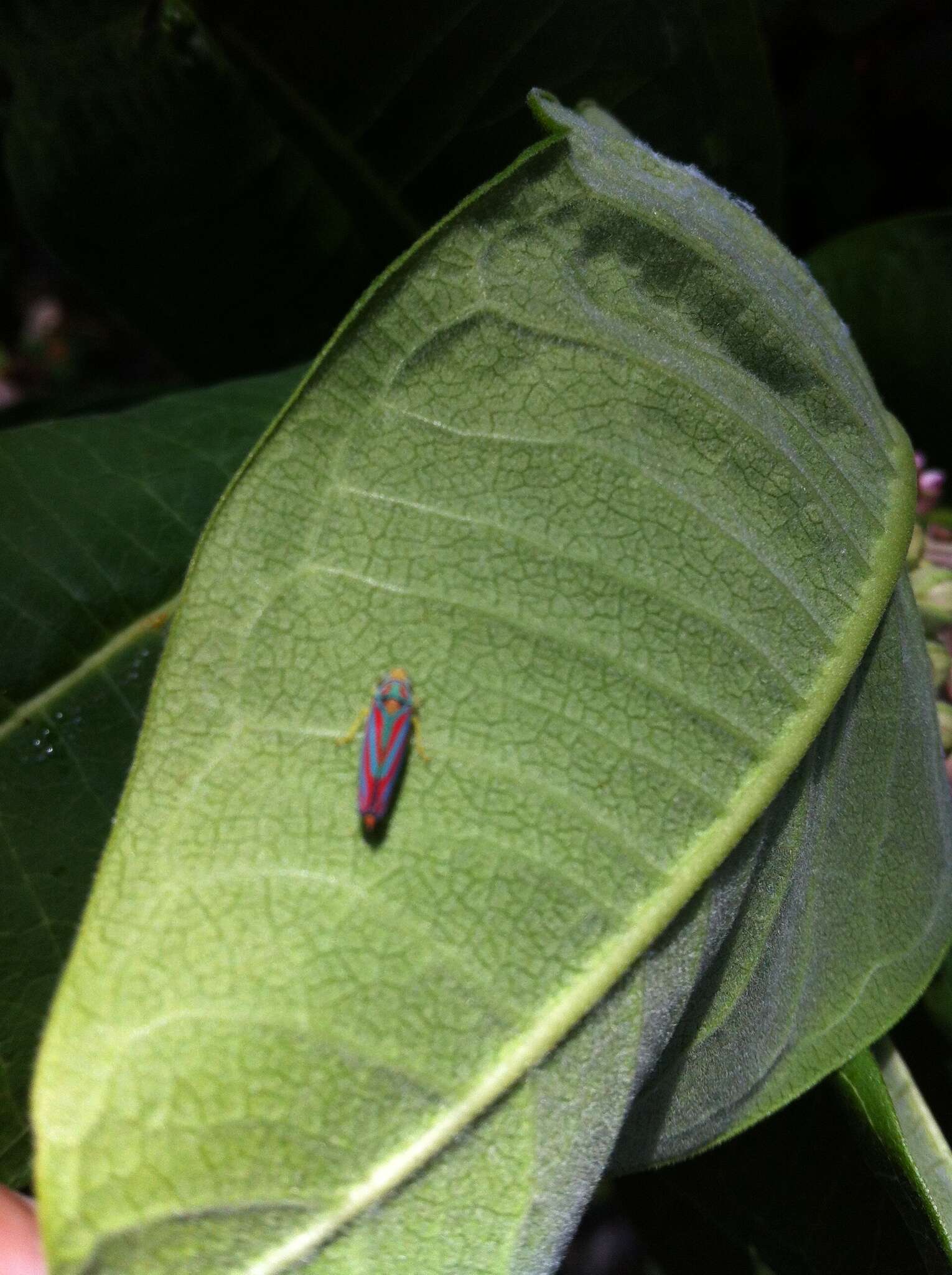 Graphocephala coccinea (Forster & J. R. 1771)的圖片