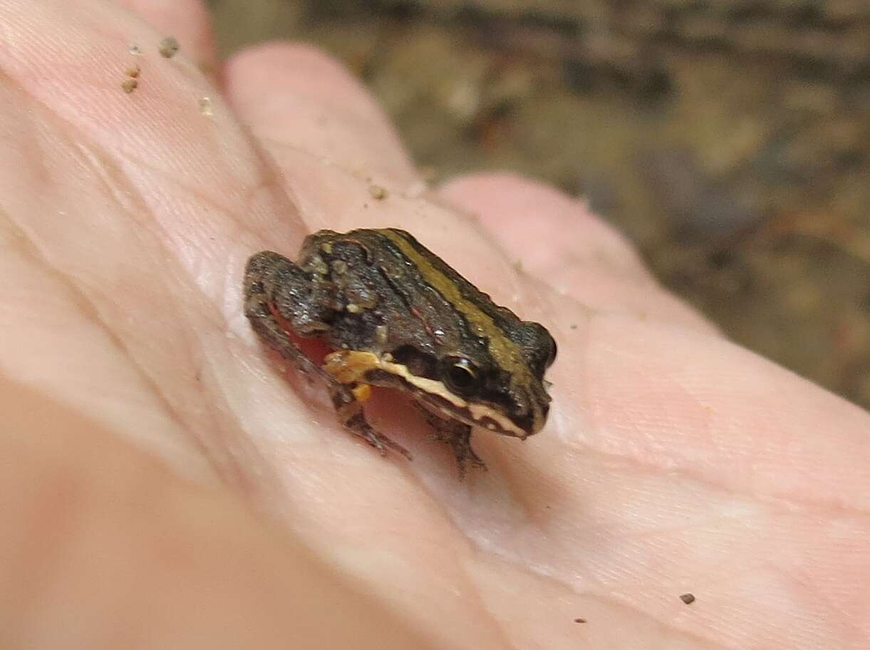 Image of Caribbean white-lipped frog