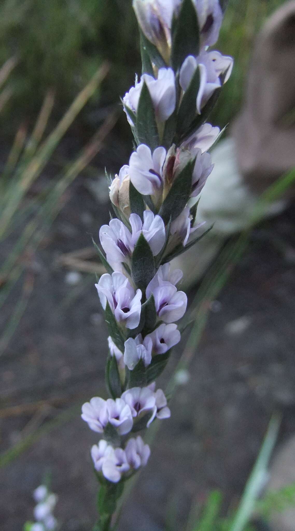 Image of Amphithalea axillaris Granby