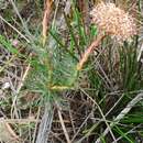 Image of Serruria pinnata R. Br.