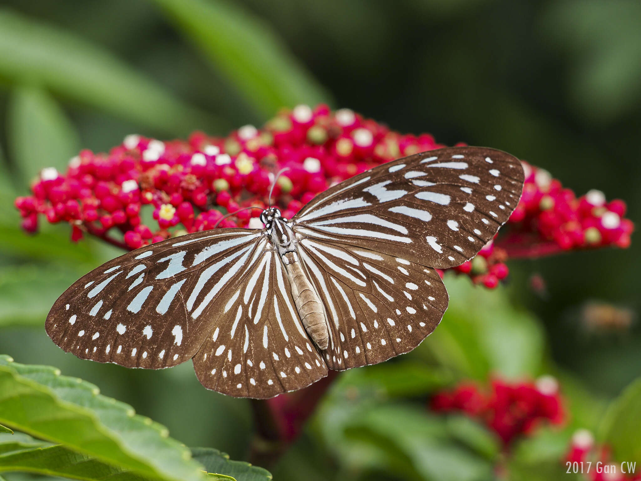 Image of Ideopsis vulgaris Butler 1874