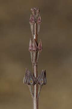 Image de Ceropegia malwanensis (S. R. Yadav & N. P. Singh) Bruyns