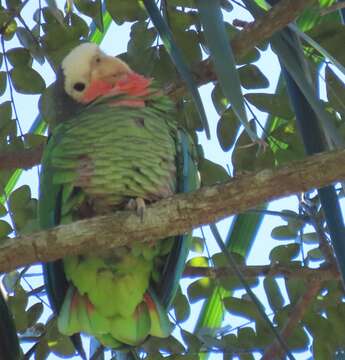 Image of Bahamas Parrot