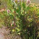 Image of Blushing Protea