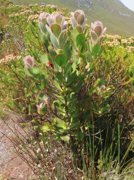 Image of Protea stokoei Phillips