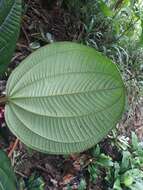 Tococa platyphylla Benth.的圖片