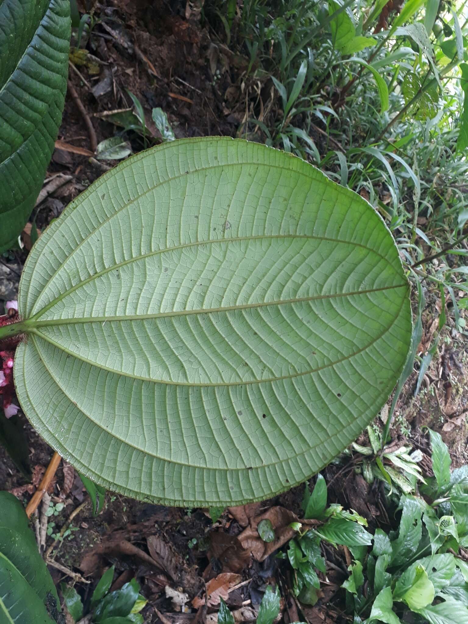 Image of Tococa platyphylla Benth.