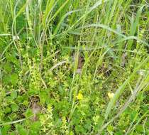 Image of piedmont bedstraw