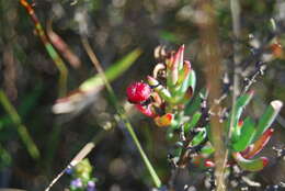 صورة Lampranthus productus (Haw.) N. E. Br.