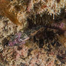 Image of Multifid-tentacled robust triplefin