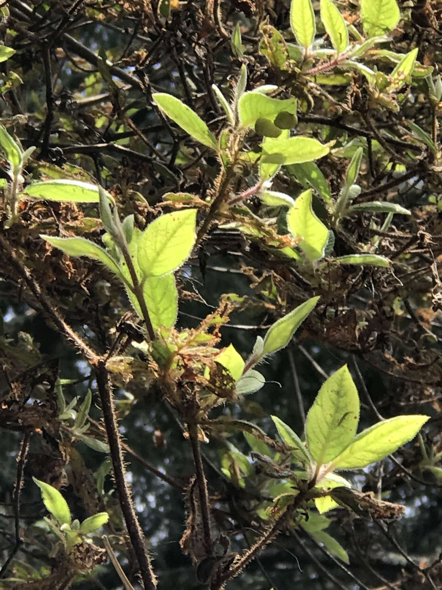 Image of Rhododendron oldhamii Maxim.