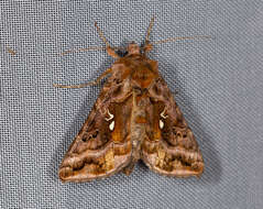 Imagem de Autographa pulchrina Haworth 1802